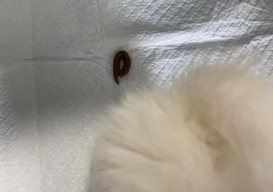治疗结果